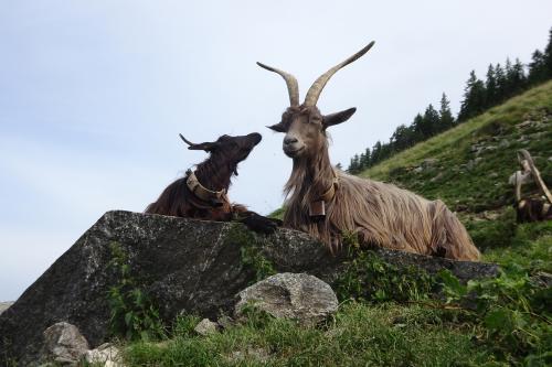 Capre da latte al pascolo in Valgerola durante l'estate