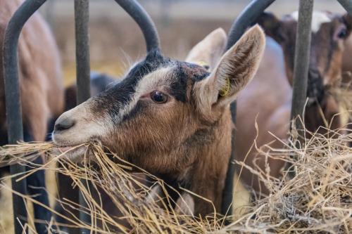 Capra nella stalla mentre mangia il fieno