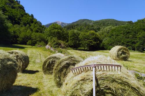 Preparazione delle balle di fieno da lasciare essicare al sole