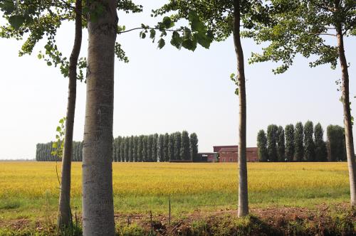 Azienda agricola produttrice di riso vista da lontano