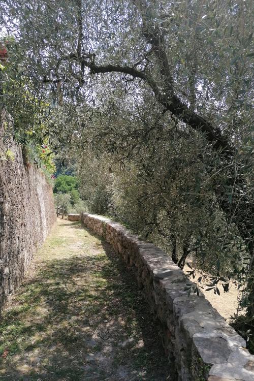 Passeggiata lungo il sentiero degli ulivi con guida ambientale escursionistica a Varenna sul Lago di Como