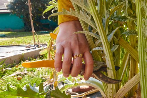 Flower Farmer mostra come recidere un fiore