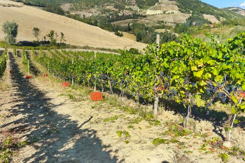 Un vigneto in Oltrepo Pavese pronto per la vendemmia