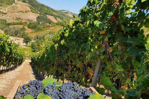 Vigneto biologico tra le colline dell'Oltrepo' Pavese