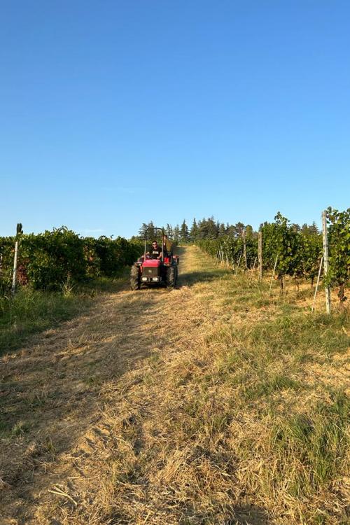 Trattore tra le vigne biologiche di uva biologica al tramonto