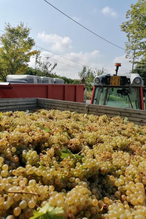 Vendemmia in Oltrepò Pavese