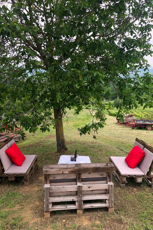 Picnic sotto un albero da frutta con vista sul vigneto biologico in Oltrepò Pavese