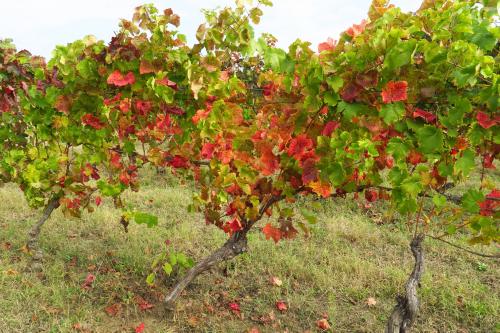 Foliage nei vigneti dell' Oltrepò Pavese in Lombardia