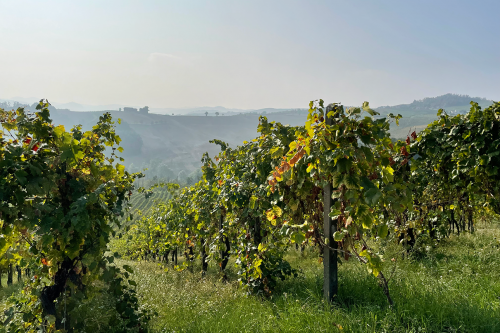 Particolare di un vigneto in autunno nell'Oltrepò Pavese