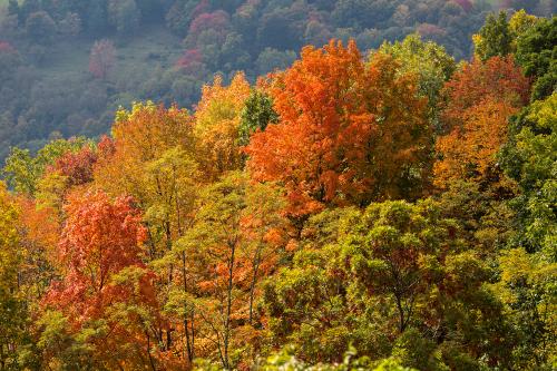 Alberi in autunno durante il foliage