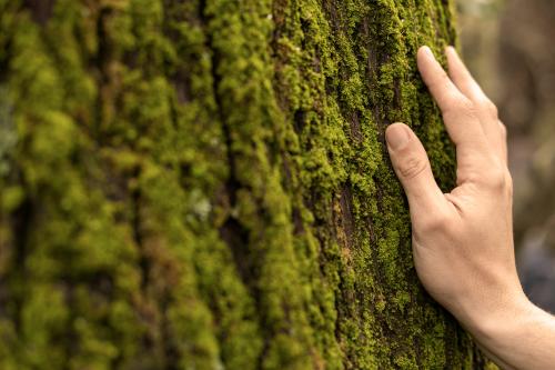 Mano che tocca il muschio di un albero nel bosco