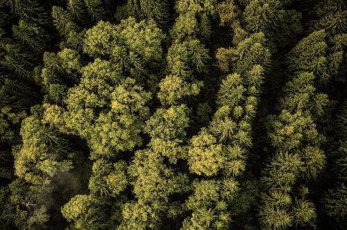 Un bosco fotografato dall'alto