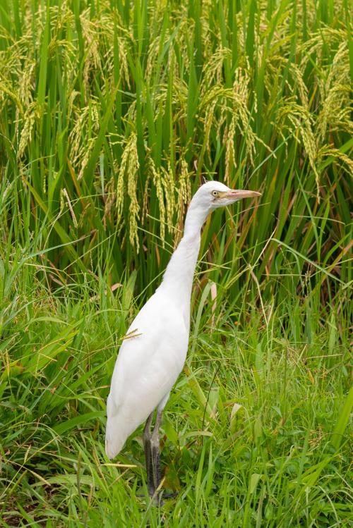 Un airone bianco in una risaia verde