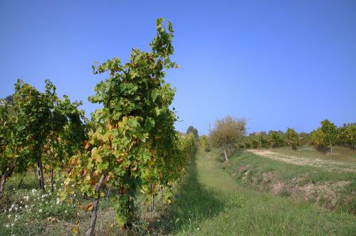 Alcuni filari di un vigneto in Oltrepò Pavese