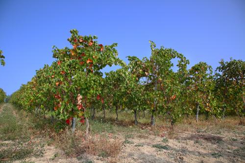 Filari in autunno in Oltrepò Pavese