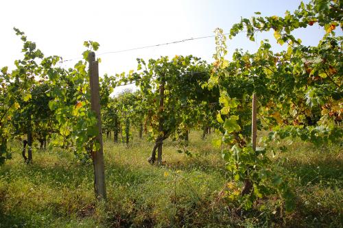 Filari di un vigneto in Oltrepò Pavese