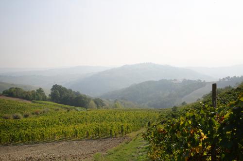 Vigneto in Oltrepò Pavese con foschia sullo sfondo