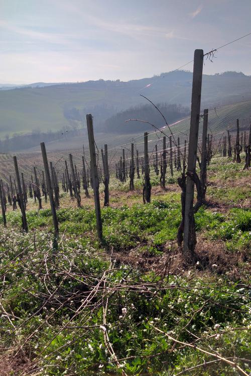 Un vigneto dell'Oltrepò Pavese potato durante l'inverno