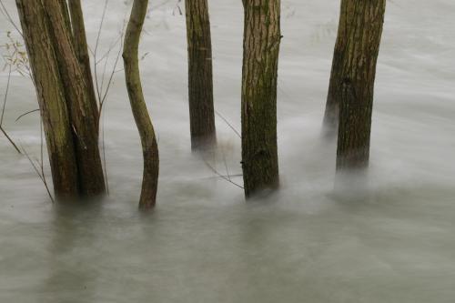 Fotografia di alcune piante immerse nell'acqua del fiume Ticino in Lombardia