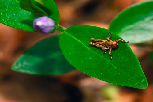 Macro fotografia di un insetto marrone appoggiato sopra una foglia