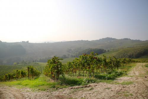 Vista panoramica sui vigneti in Oltrepò Pavese