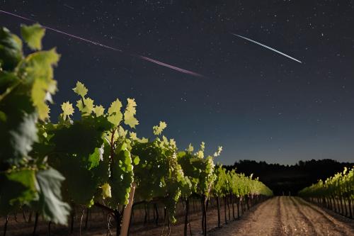 Vigneto dell'Oltrepò Pavese in Lombardia di notte