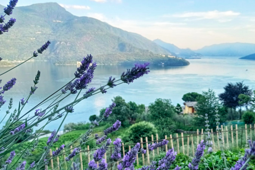 Meraviglioso paesaggio dell'alto Lago di Como in primo piano della lavanda