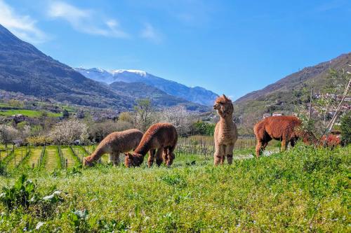 Alpaca al pascolo in Val Camonica in Lombardia