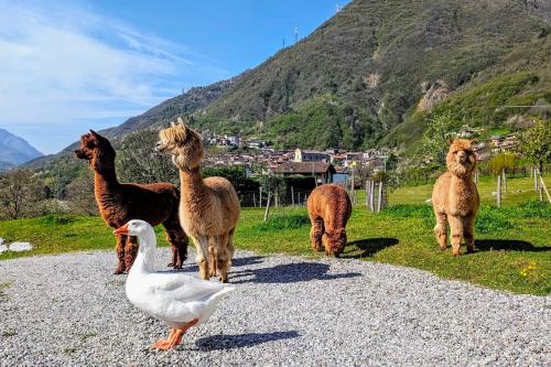 Fattoria di alpaca in Val Camonica in Lombardia