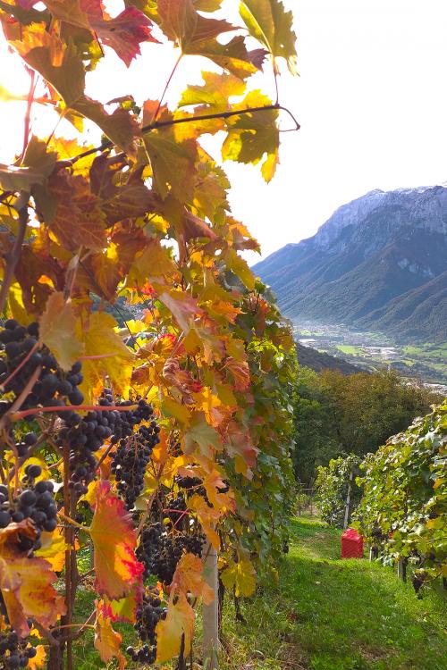 Particolare di un vigneto eroico della Valsassina uno dei più alti della Lombardia