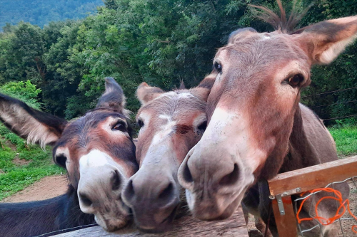 Tre asinelli di una azienda agricola che osservano i partecipanti della visita guidata della vigna di una azienda agricola della Valsassina in Lombardia con degustazione di vino e prodotti locali